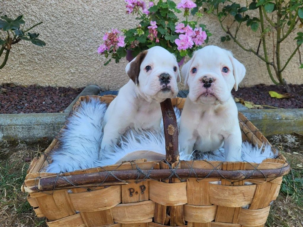 Chiot Boxer De La Croix De Coursodon