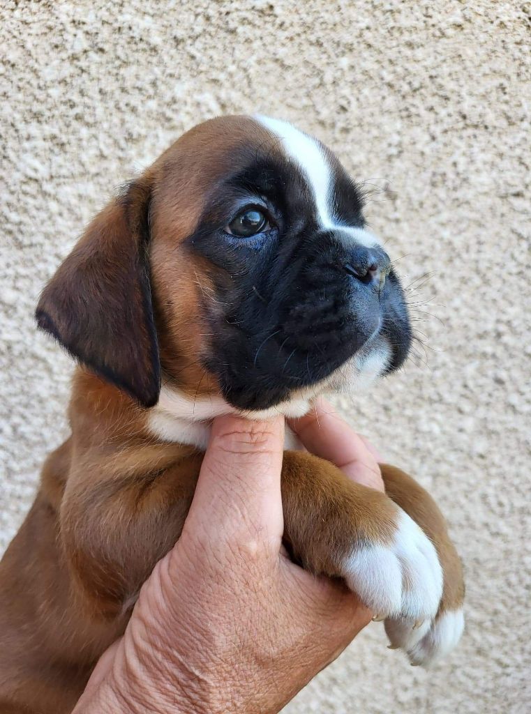 De La Croix De Coursodon - Chiots disponibles - Boxer