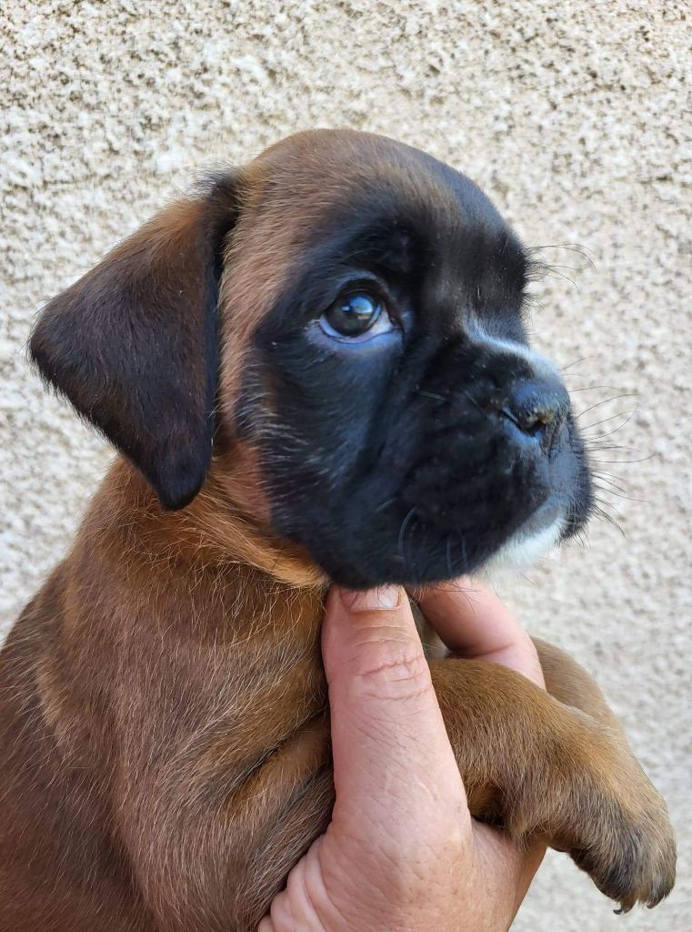 De La Croix De Coursodon - Chiots disponibles - Boxer