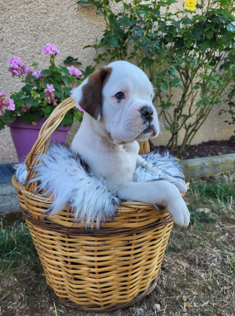 De La Croix De Coursodon - Chiots disponibles - Boxer